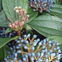 Viburnum davidii fruit